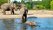 Großputz im Tierpark bei den asiatischen Elefanten.