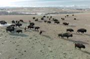 Regelmäßige Zählungen aus der Luft und am Boden haben ergeben, dass es allein im Yellowstone-Nationalpark mittlerweile fast 6.000 Bisons gibt.