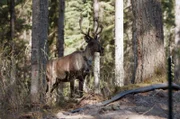 Die Erschließung einst undurchdringlicher Wälder durch intensive Forstwirtschaft bringt das Karibu mit dem Wolf in Kontakt – und damit in Gefahr.