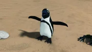 Der entlaufene Pinguin taucht am Strand auf.