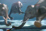 Die Elefanten spielen Unterwasserhockey.