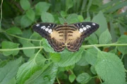 Wunderschön anzusehen ist die Verwandlung einer Raupe in einen Schmetterling.