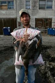 Host Mike Rowe in Dirty Jobs episode, Goose Down Plucker. In Tulelake CA, Mike cleans and processes ducks, using their plumage to make high-quality down pillows at the Tulegoose Pillow Company.