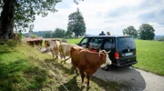 Die Hochzeitsgäste (Tanja Lanäus, Dieter Bach, Arne Löber, v.r.) können ihre Fahrt zur Trauung nicht fortsetzen, da ihnen Kühe den Weg versperren.