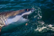 Great White Shark, under threat, in South Africa.