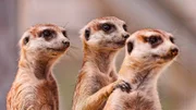 Die Erdmännchen in der Kalahari zeigen starke soziale Bindungen und einen großen Gemeinsinn.
