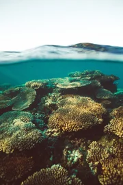 Coral Bay, Australien: Mehr als 90 Prozent aller weltweit vorkommenden Korallenriffe werden bis zum Jahr 2050 absterben. Die Erde hat bereits mehr als die Hälfte der Unterwasserwälder in den vergangenen 30 Jahren verloren.