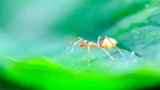 Im australischen Regenwald bauen Verwandte der Weberameisen ihre Nester aus lebenden Blättern.