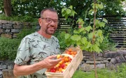 Die ersten, ganz frühen Marillen sind bald schon reif und auch die Haupternte ist nicht mehr weit. Wie man im eigenen Garten zu köstlichen Früchten kommt, weiß Karl Ploberger.