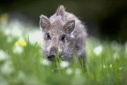 In der Zeit von März bis Mai kommen die jungen Wildschweine zur Welt.