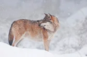 Der Wolf zählt zu den Top-Predatoren im Alpenraum…vielerorts ausgerottet, erobert er nun langsam einzelne Gebiete für sich zurück.