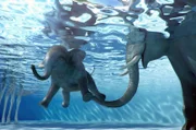 Im Freibad erhält das Elefantenbaby Schwimmunterricht von seiner Mutter