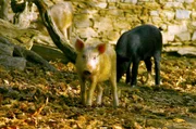 Korsika ist berühmt für seine freilebende Schweinerasse. Sie ernähren sich ausschließlich von Esskastanien, was dem späteren Schinken einen einzigartigen Geschmack beschert.