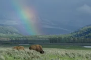 In Yellowstone beginnt ein neues Zeitalter, in dem sich die Kräfteverhältnisse nachhaltig verschieben.