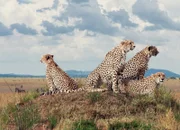 Vier Geparde haben sich in der Masai Mara in Kenia zu einer Jagdgruppe zusammengetan.