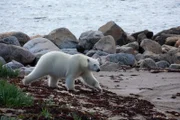 Eisbär in der Hudson Bay, Kanada, auf dem Weg zur Jagd.