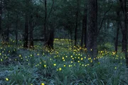 Für wenige kurze Wochen im Sommer, wenn die Wälder Nordamerikas warm werden, erleuchten Glühwürmchen den dunklen Wald.
