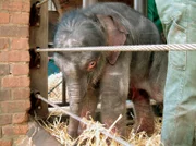 Zum ersten Mal seit 66 Jahren wurde im Leipziger Zoo zur großen Freude der Zoologen wieder ein Elefantenbaby (Bild) geboren.
