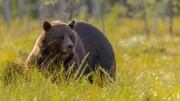 Braunbären fressen sich im Sommer die Fettreserven für die Winterruhe an.
