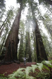 “Terra X” zeigt am Beispiel der Küstenmammutbäume in Kalifornien, wie Lebewesen solch eine Größe erlangen können.