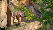 Bei den Löwen Paule und Amira wird heute im Zoo Berlin geputzt.