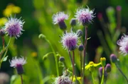 Wildblumen tragen dazu bei, dass städtische Räume an Lebensqualität gewinnen