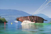 Das Flusspferd beherzigt beim Parasailing leider nicht alle Sicherheitsvorschriften