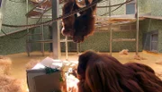 Was da wohl drin ist? Beschäftigungsüberraschung für die Orang-Utans im Affenhaus des Berliner Zoo.