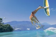 Die Giraffe lässt sich beim Wingfoilen mit einer Drohne filmen ...