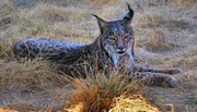 Iberischer Luchs