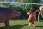 Das Känguru und das Nilpferd sind keine wirklichen Fair-Play-Athleten ...