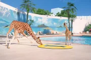 Die Giraffe tut sich mit dem Aufpumpen eines Schlauchboots für ihren Nachwuchs zunächst schwer