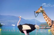 Die Giraffe bekommt vom Strauß die letzten Instruktionen für seinen Flug mit dem Fallschirm.