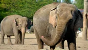 Bei den Dickhäutern im Tierpark Berlin ist heute Waschtag.