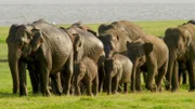 Eine Herde asiatischer Elephanten. Angeführt von der Leitkuh finden die Dickhäuter den schnellsten Weg zu den künstlichen Wasserspeichern.