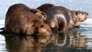 Eine Biberfamilie im Wasser.