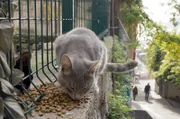 Die streunenden Katzen werden in Istanbul nicht nur geduldet, sondern auch von vielen Einwohnern gefüttert und umsorgt.