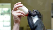 Tierpark Berlin: Dianameerkatze Rhea soll heute ihre letzte Flasche bekommen.