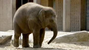 Zoo Berlin: Elefantenmädchen Anchali hat heute Training.