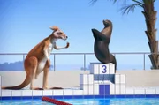 Die Seelöwen treten bei einem Schwimmwettkampf gegeneinander an: Das Känguru soll ihnen Fische zum Jagen ins Poolbecken werfen.