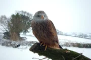 Egal wo, ob an den Grenzen im Osten, den Tälern im Süden, den Bergen im Norden oder den felsigen Küsten im Westen – in Wales gibt es unendlich viele Wildtiere wie diesen Rotmilan.