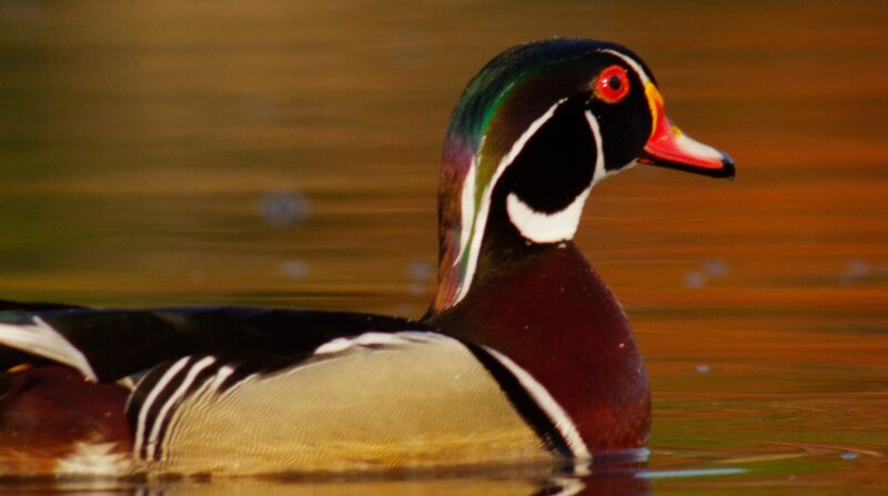 Die wunderbare Welt der Enten