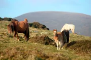 Wildpferde in Wales.