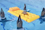 Die Robben performen ihre Synchronkür im Pool – zunächst sehr zum Missfallen der Schildkröte.