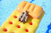 Die Schildkröte entspannt sich im Pool – bis sie von synchronschwimmenden Robben erschreckt wird.