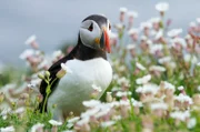 Ein Papageientaucher auf der Blumenwiese.