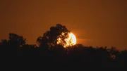 VALDOSTA, GA.- The sun behind trees. (Photo Credit: NG Studios/James Peterson)