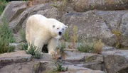 Eisbärin Katjuscha im Berliner Zoo.