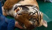 Zoo Berlin: Tigerin Thaya unter Narkose