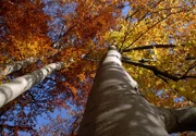 . . ARD/NDR "Mythos Wald - Der Kampf ums Licht (Teil 2)" am Montag (29.06.09) um 20:15 Uhr aus der Reihe "Erlebnis Erde" vom NDR im Ersten. Die Bäume bereiten sich auf die Ruheperiode im Winter vor. Nährstoffe aus den Blättern werden abgezogen. Zurück bleibt ein Meer aus Farben.  © NDR/Nautilus Film 2008/NDR Naturfilm, honorarfrei - Verwendung gemäß der AGB im engen inhaltlichen, redaktionellen Zusammenhang mit genannter NDR-Sendung bei Nennung "Bild: NDR/Nautilus Film 2008/NDR Naturfilm" (S2), NDR-Pressestelle,Tel. 040/ 41562305.  .